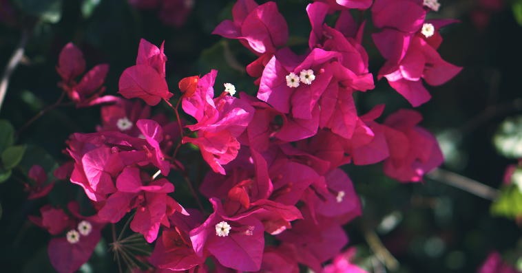 bougainvillea plant reference image